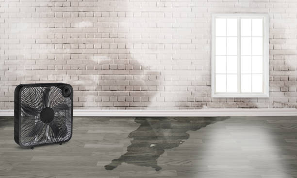 Best Water damage cleanup near me  in Boone, IA